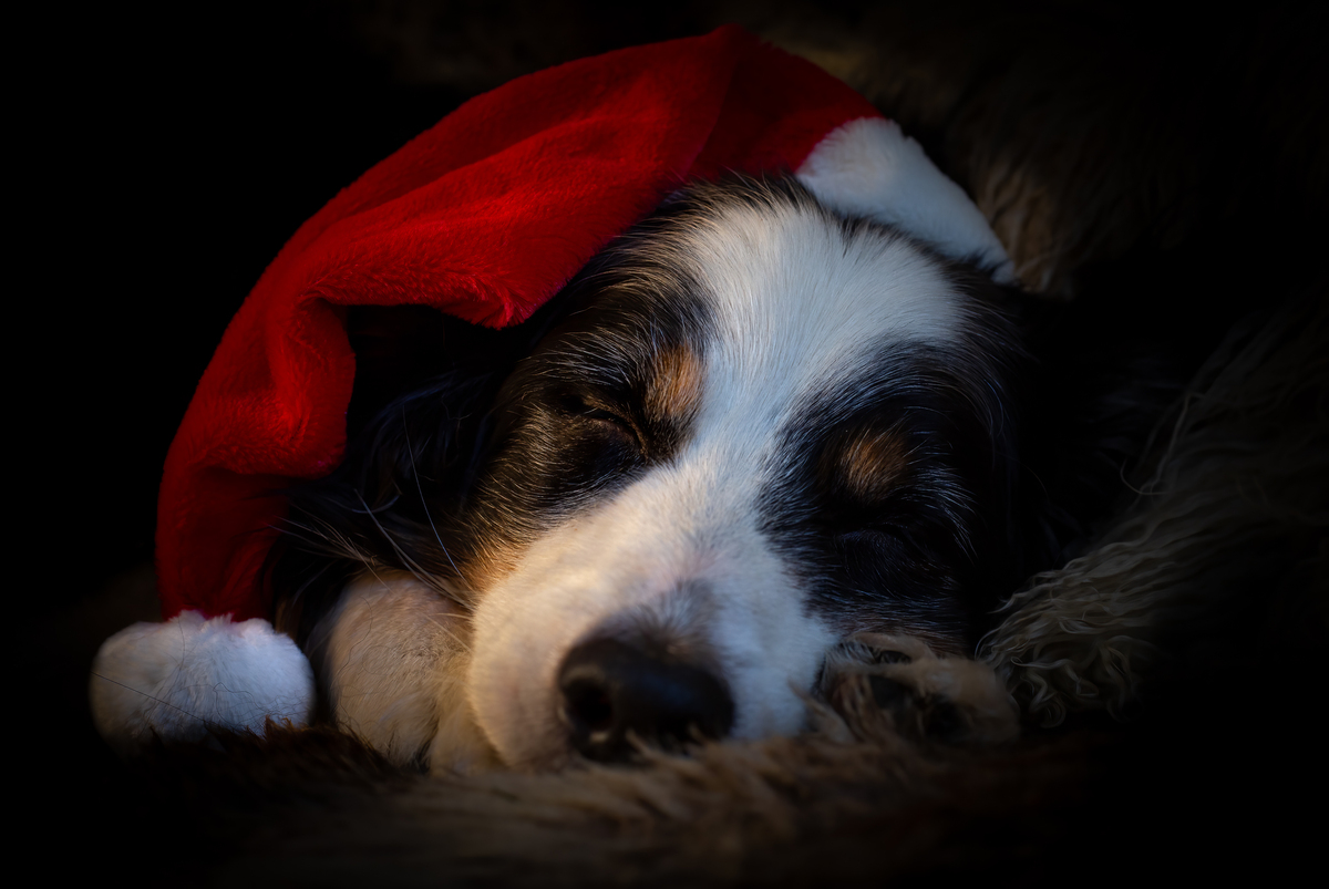 4th Santa Paws by Barbara Austin